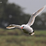 Phaéton à brins rouges, Cascade Victoire