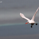 Phaéton à brins rouges, Cascade Victoire