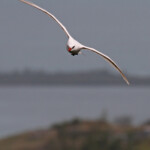 Phaéton à brins rouges, Cascade Victoire