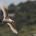Phaéton à brins rouges, Cascade Victoire