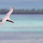 Phaéton à brins rouges, Cascade Victoire
