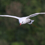 Phaéton à brins rouges, Cascade Victoire