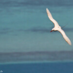 Phaéton à brins rouges, Cascade Victoire