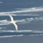 Phaéton à brins rouges, Cascade Victoire