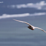 Phaéton à brins rouges, Cascade Victoire