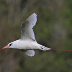 Phaéton à brins rouges, Cascade Victoire