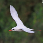Phaéton à brins rouges, Cascade Victoire