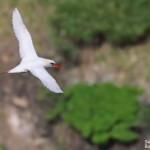 Phaéton à brins rouges, Cascade Victoire