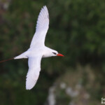 Phaéton à brins rouges, Cascade Victoire