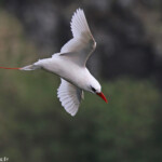 Phaéton à brins rouges, Cascade Victoire