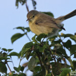 Fauvette de Rodrigues