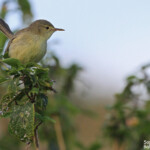 Fauvette de Rodrigues