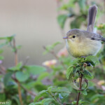 Fauvette de Rodrigues
