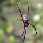 Araignée dans la Réserve de Grande Montagne