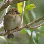 Cardinal de Rodrigues, Réserve de Grande Montagne