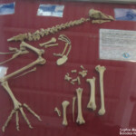 Solitare, Musée de la réserve de Grande Montagne