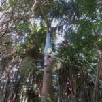 Palmiste marron, endémique, Réserve de Grande Montagne