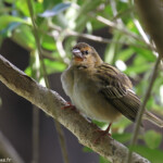 Cardinal de Rodrigues, Réserve de Grande Montagne