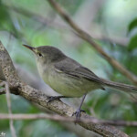 Fauvette de Maurice, Réserve de Grande Montagne