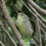 Fauvette de Maurice, Réserve de Grande Montagne