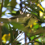 Fauvette de Maurice, Réserve de Grande Montagne
