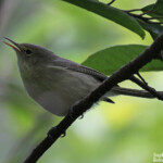 Fauvette de Maurice, Réserve de Grande Montagne