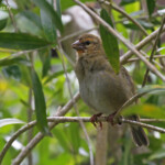 Cardinal de Rodrigues, Réserve de Grande Montagne