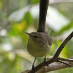 Fauvette de Maurice, Réserve de Grande Montagne