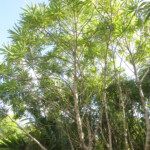 Bois gandine, Réserve de Grande Rivière