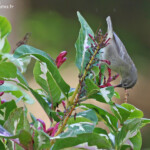 Cardinal de Rodrigues, Station forestière