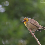 Cardinal de Rodrigues, Station forestière