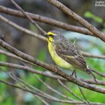 Serin du Mozambique, Station forestière