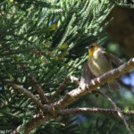 Cardinal de Rodrigues, Station forestière