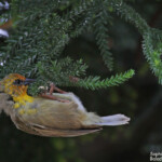 Cardinal de Rodrigues, Station forestière