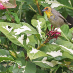 Cardinal de Rodrigues, Station forestière