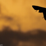 Roussette de Rodrigues