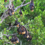 Roussette de Rodrigues