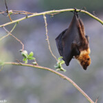 Roussette de Rodrigues