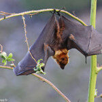 Roussette de Rodrigues