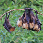 Roussette de Rodrigues