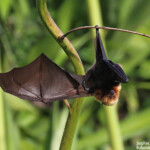 Roussette de Rodrigues