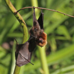 Roussette de Rodrigues