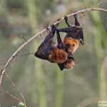 Roussette de Rodrigues