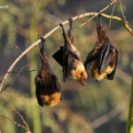 Roussette de Rodrigues
