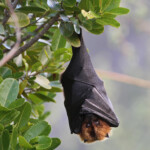 Roussette de Rodrigues se drapant pour se protéger du soleil