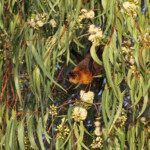 Roussette de Rodrigues