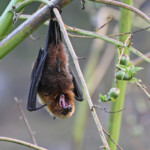 Roussette de Rodrigues