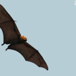 Roussette de Rodrigues