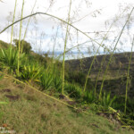 Roussette de Rodrigues