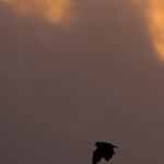 Roussette de Rodrigues